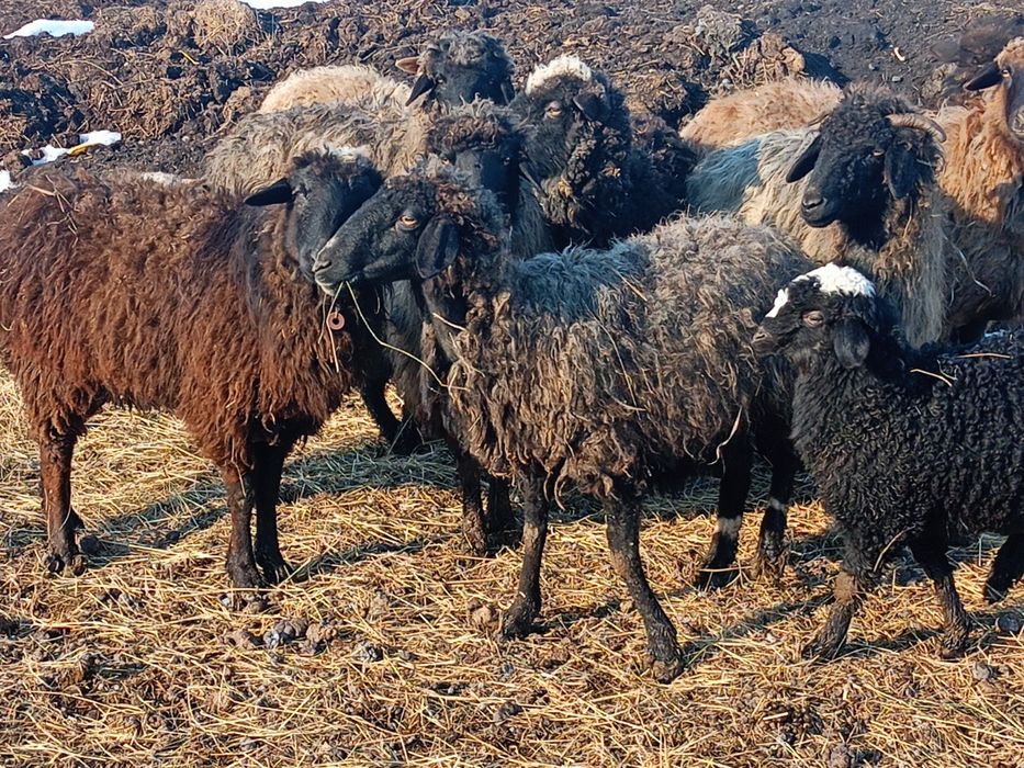 Продам овечек на развод.