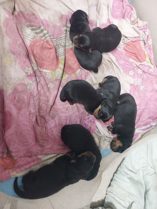 Щенки Ротвейлера