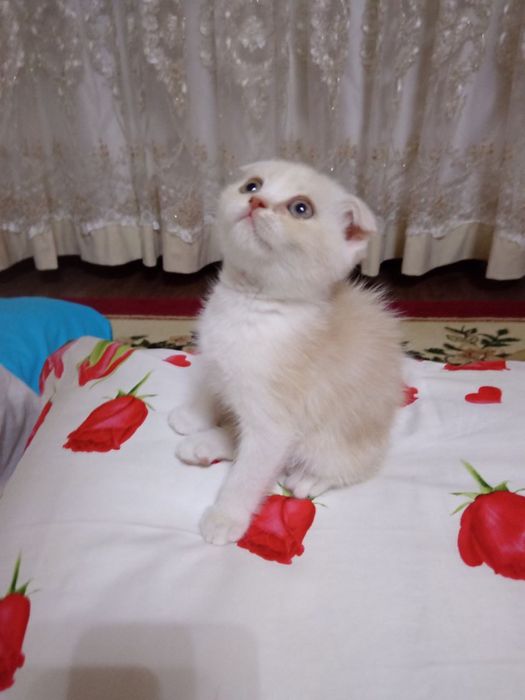 Котята Скоттиш Фолд ( Skotish Fold mushuk) Кошка