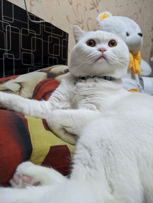 Скоттиш страйт кот на вязку