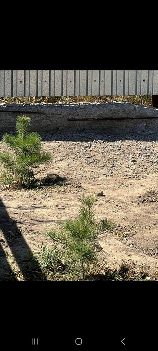 Продам сосны оптом и в розницу