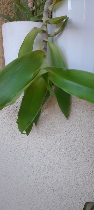 Цветя-алое, традесканция лилава и трицветна, калезия