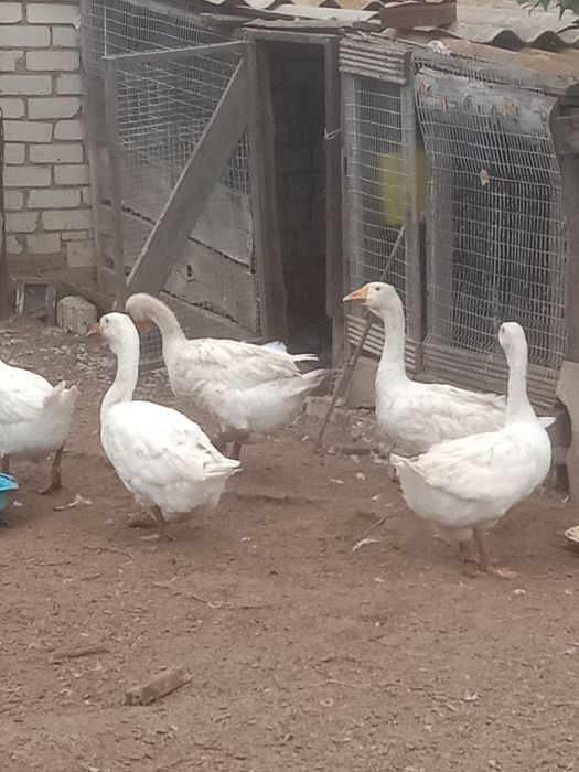 Продам гусей домашние