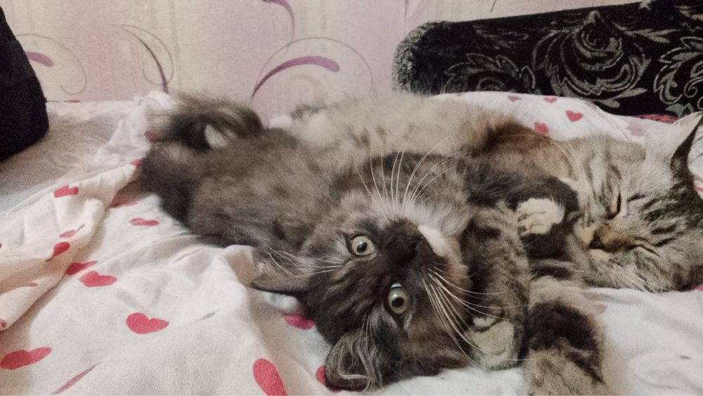 2кошки девочки,Мама и дочь ,20КВАРТЛ