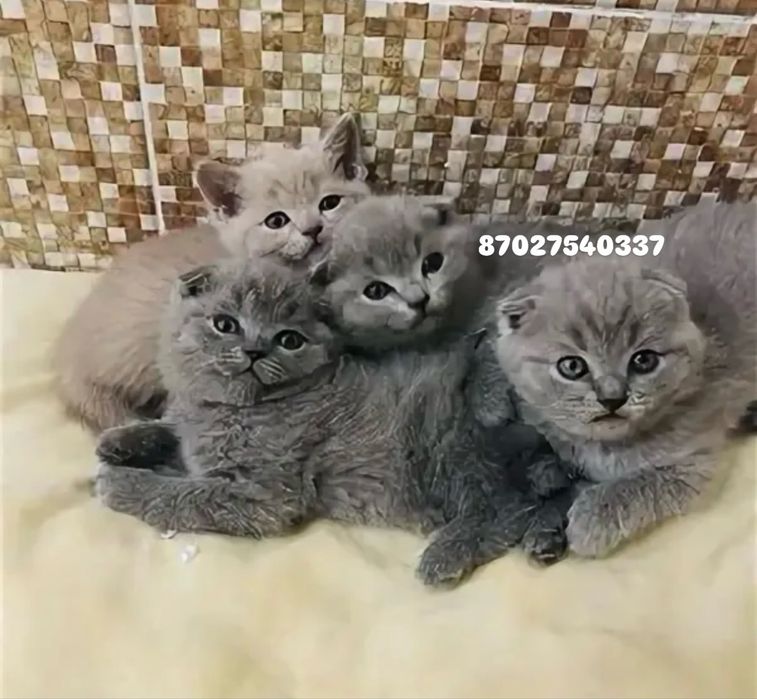 Шотландские Котята