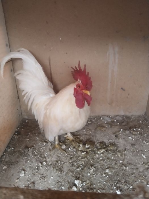 Два петушка шабо .