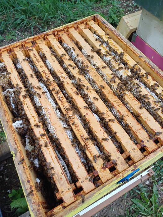 Miere de albine de vânzare Poliflora