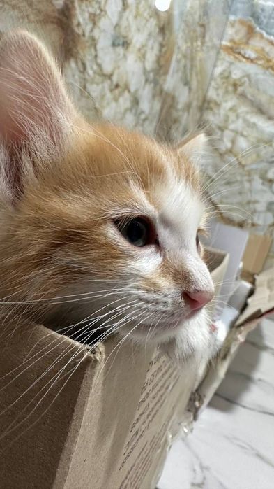 Отдам в добрые руки котят