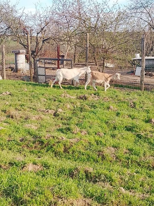 Vind 20 capre mulgatoare