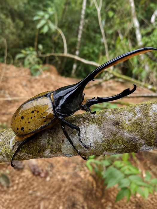 Larva L1 Gândac Hercules Dynastes hercules Colecție Exotică Insectă Rară Specie Impresionantă Creștere Captivitate Entomologie Colecționari Fascinantă
