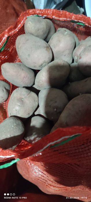 Картофель домашний