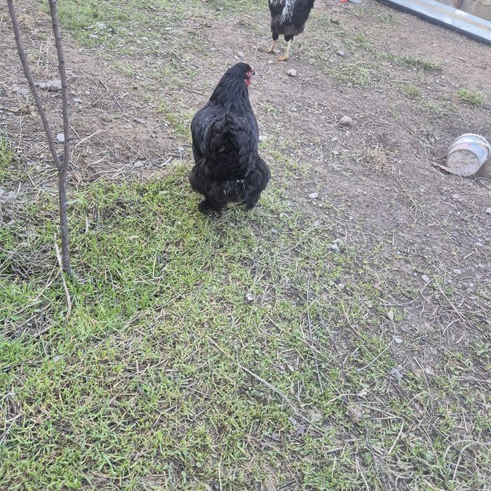 Тауық сатылады .