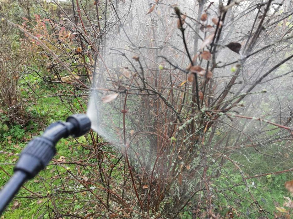 Обработка деревьев