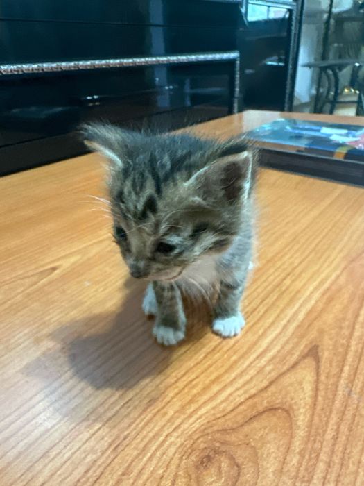 Котенок и еще три есть черный тоже есть