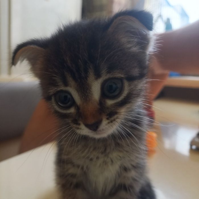 Вислоухие котята 1,5 месяц