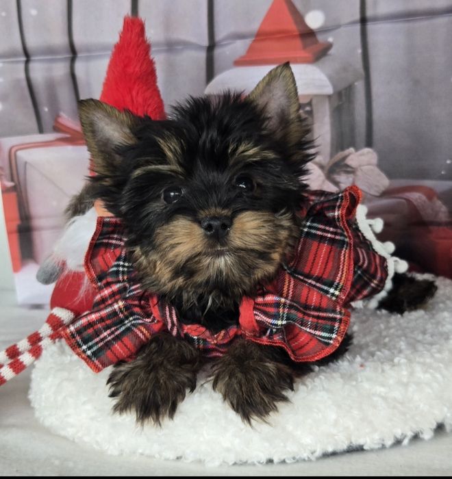 Йоркширски териер ,йорки мини момиче