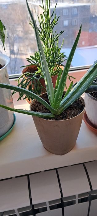 Цветы разные,каждый по 500