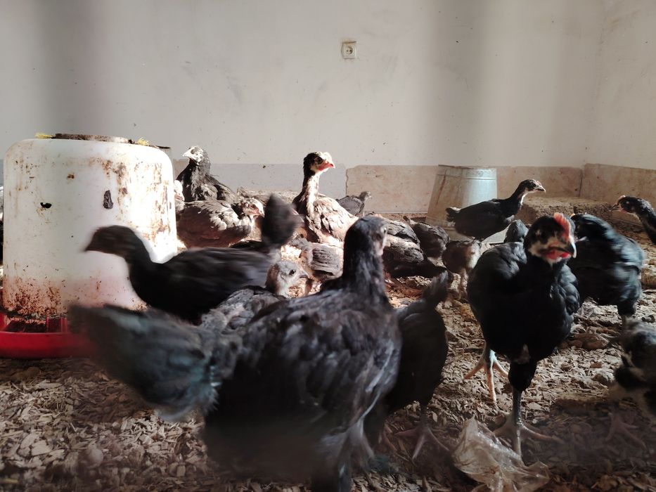 Кора шахзода 90  кунлик