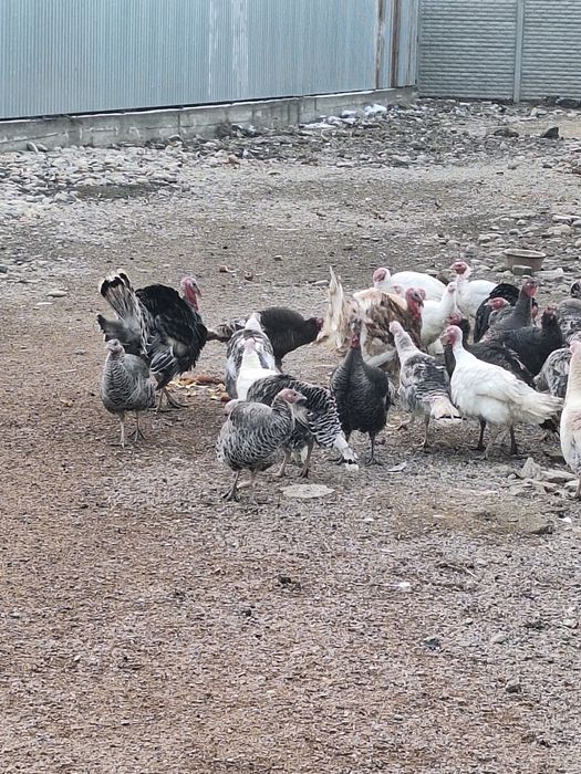 Продам 4 молодых самца индюков