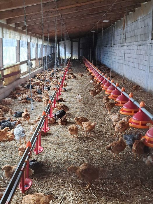 Vand pui rasa mixta 5 saptamani, vaccinuri la zi . 19 lei.