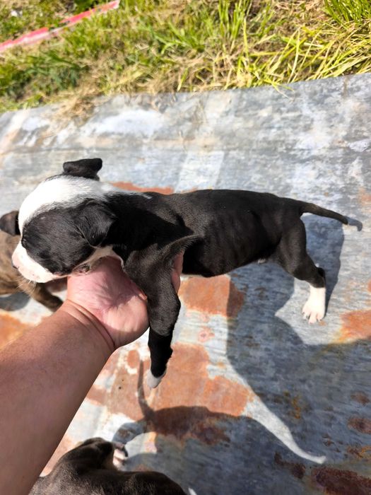 Питбулчета.