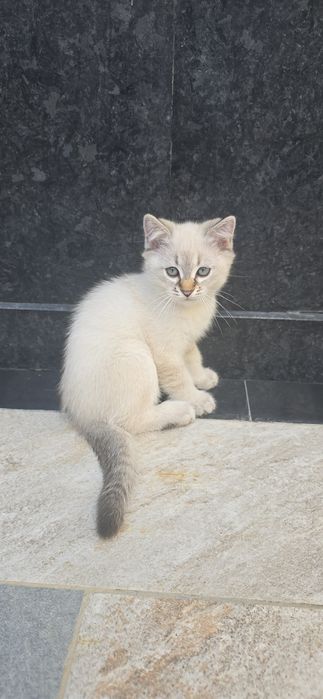 Ona Bola mushuklar sotiladi
