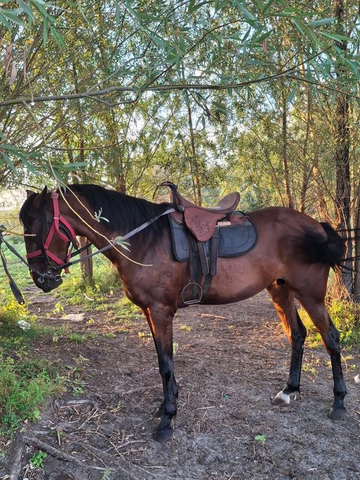 Продам  4 годовалую кобылицу