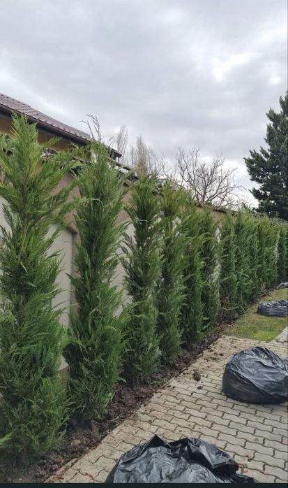 Tuia Leylandii cupressocyparis /OFERTA