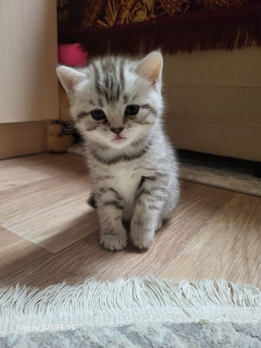 Продам шотландского котёнка