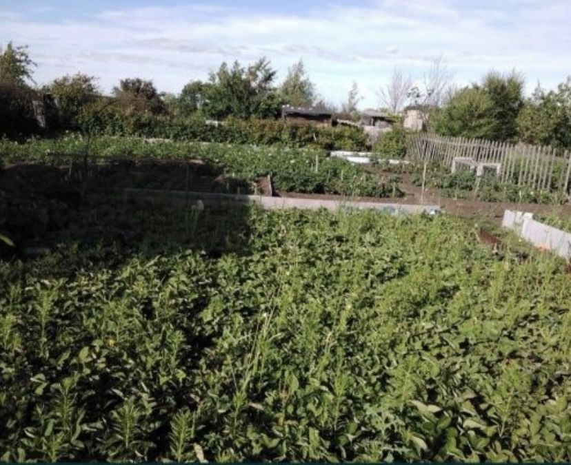 Дача текстильщиков 2