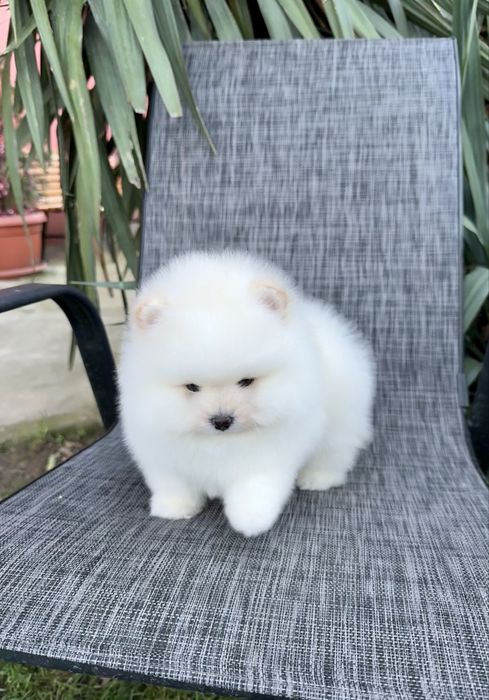 Померан мини момче. Померанче