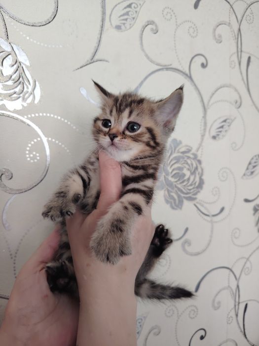 Продам шотландских котят