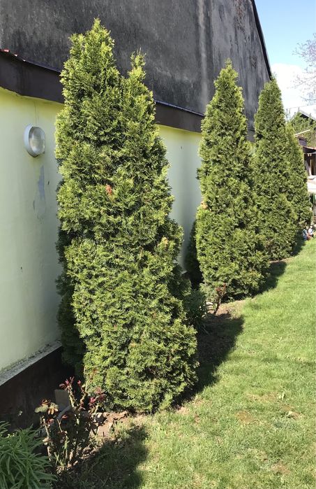 Brazi Tuia de vanzare