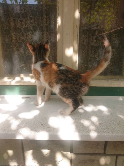 Подарявам  малки котенца