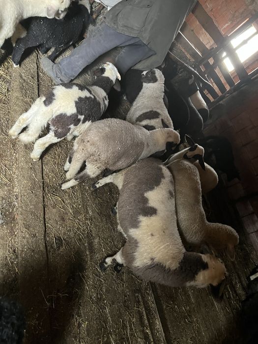 Български агнета- планинско отглеждане