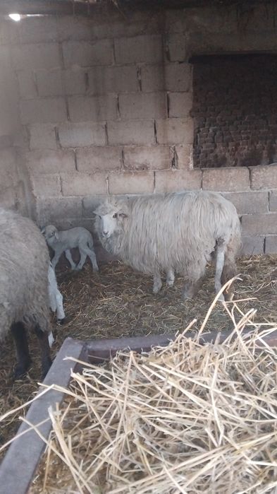 Oi  carabase  de vânzare