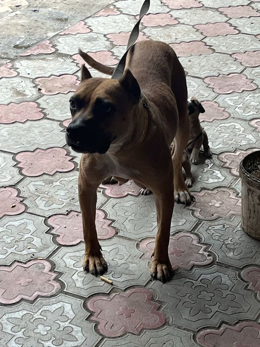 Продам смесь Питбуль и Алабая