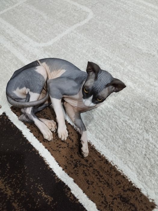 Продам кошечку сфинкса