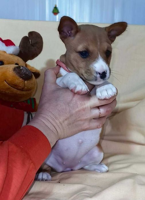 Catelus basenji,  mascul