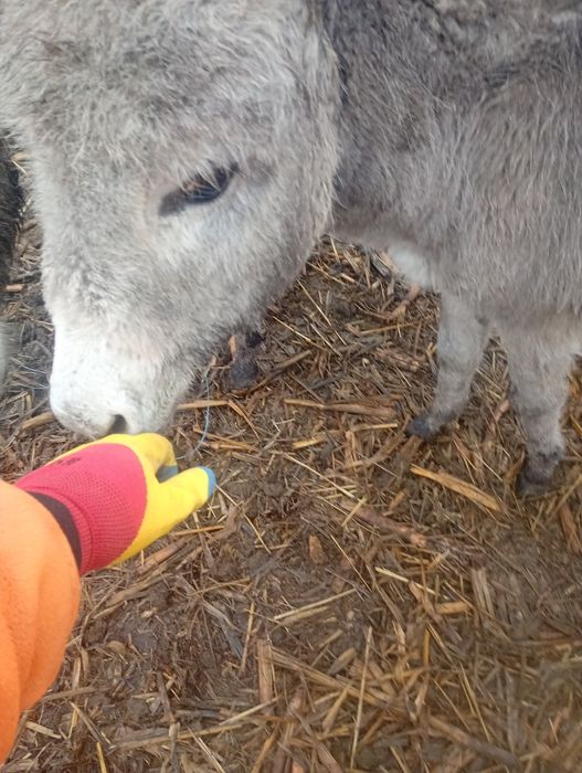 Vând 2 măgari masculi sau schimb cu vitel