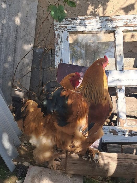 brama xuroz sotiladi