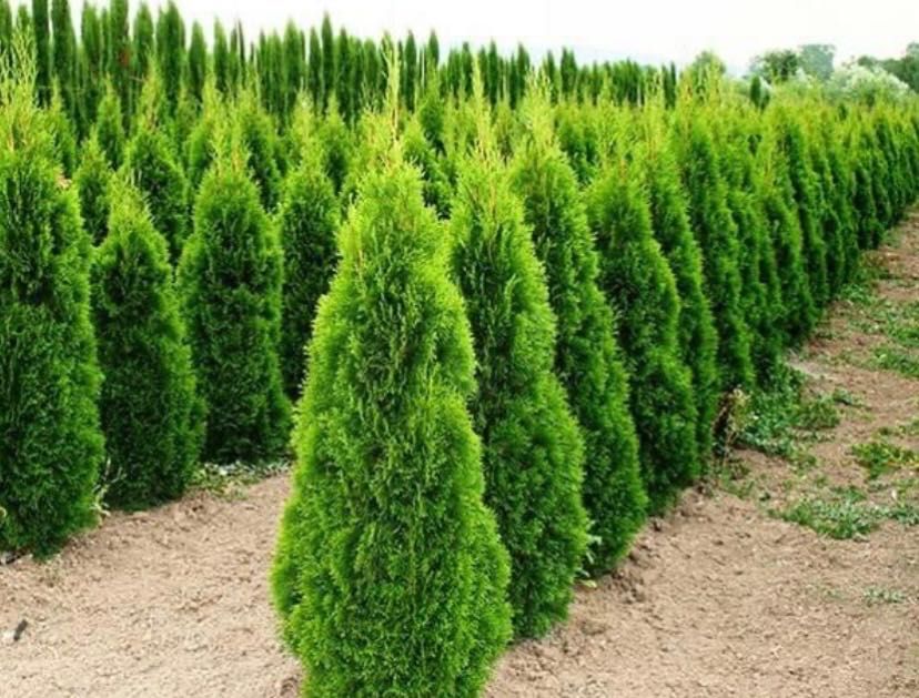 Елки сосна цветы