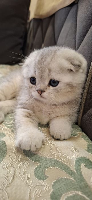 Чистокровные котята скоттиш фолд