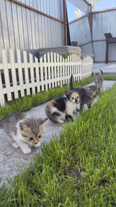 Милые, добрые котята