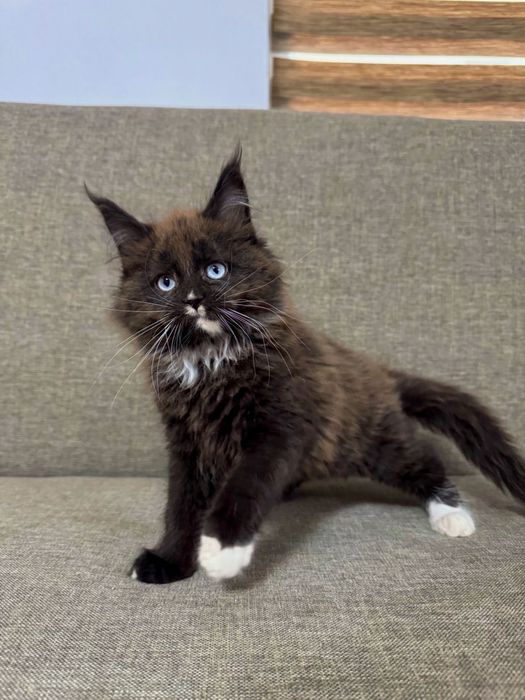 Pisicuta Maine Coon Felisa Autorizata