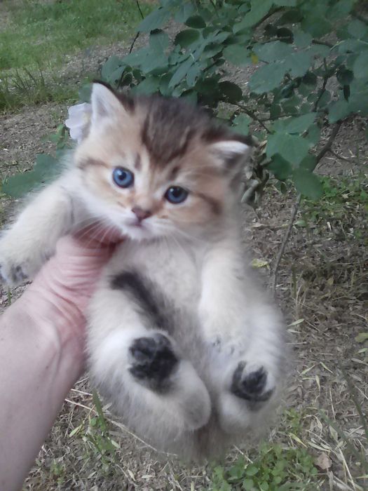 Продается котёнок
