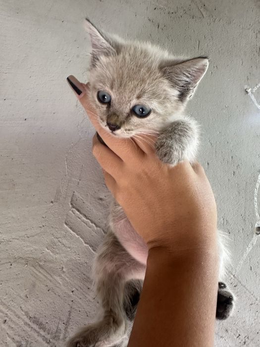 Отдам красивых котят