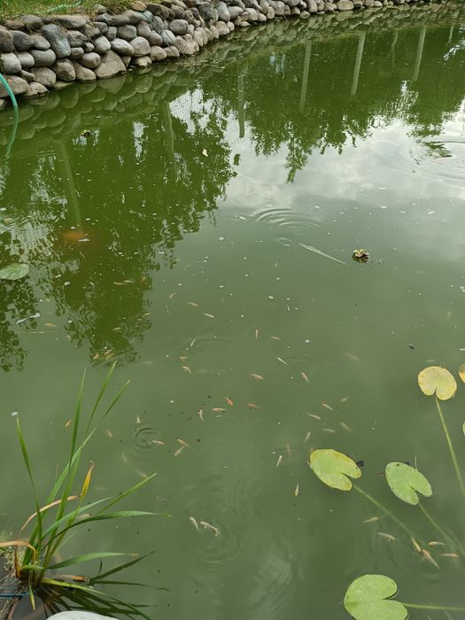 Puiet  crap koi de vânzare