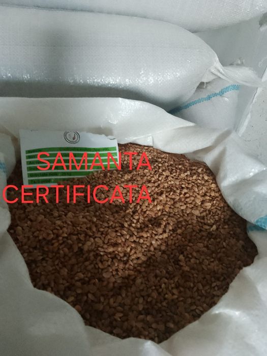 Sămânță Lucerna Certificata, Sparceta, Trifoi, Mazariche, Iarba, Bromu