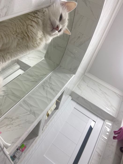 Отдам кота в хорошие руки